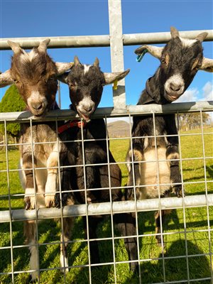 Our cute cheeky pygmy goats at Snowdonia Holidays Tyddyn du Farm Eryri dog friendly cottages luxury accommodation in North Wales